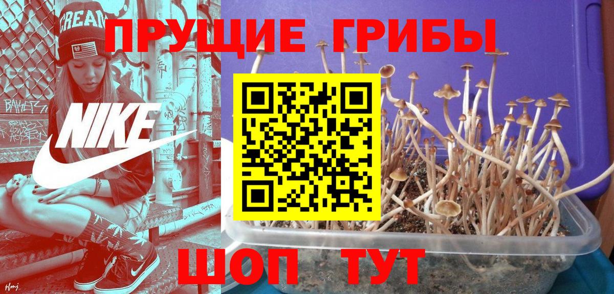 Ленинск-Кузнецкий  Галлюциногенные грибы прущие грибы  Вход с VPN 